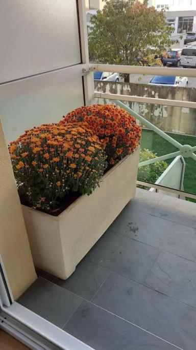 Appartement centre ville, Parc Olympe de Gouges Annemasse Extérieur photo